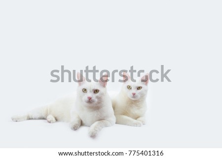couple cute white cat with white background