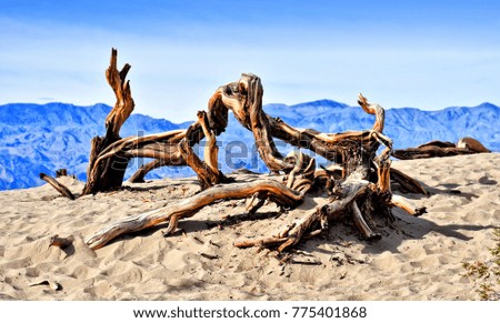 Crooked  dry tree trunk. Sand Dunes (Mesquite Flat Dunes). Death Valley National Park. California. USA.