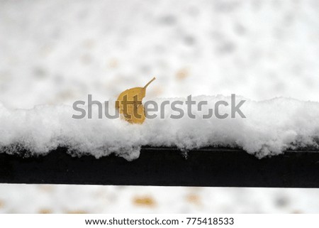 Beautiful white snow and yellow leaves of trees on a fence close-up. Winter and autumn holiday background