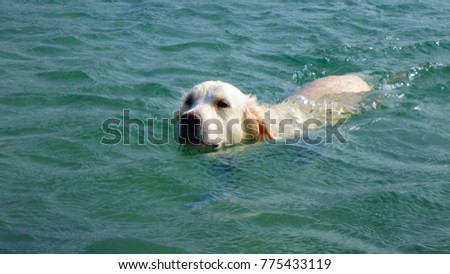 Underwater photo of dog swimming in clear water seascape in beautiful island of Ios, Cyclades, Greece                     
