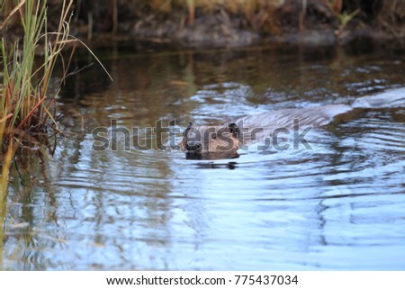 North American Beaver (Castor canadensis)  Alaska 