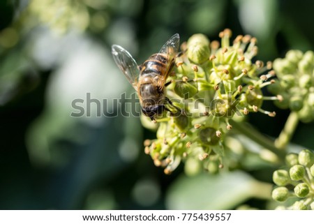 A marmalade fly on a plant macro picture