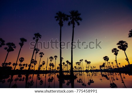 Palm tree is reflecting on water at sunrise timing located north of Thailand