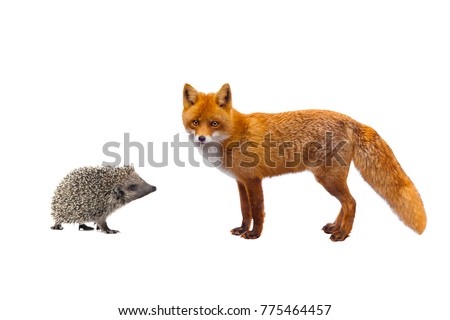  hedgehog and fox isolated on a white background