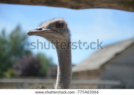 Portrait of an ostrich with a humorous expression. Ostrich full frame filling head.