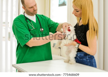 Veterinarian or doctor checking up dog