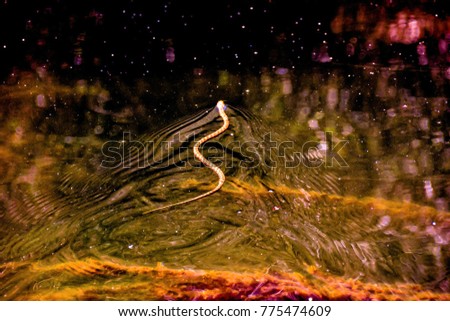 Photo picture of a Grass water snake Natrix