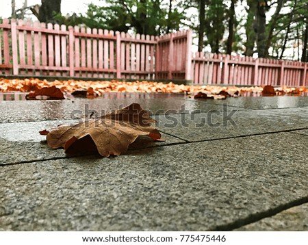 Wet autumn leaf on the shrine corridor