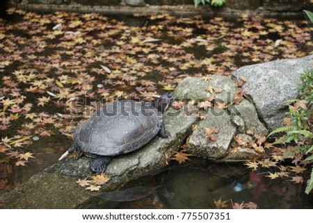 The turtle in the pool with yellow leaves