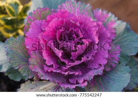 Close-up of pink brassica cabbage flower