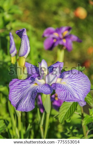 Iris ensata var. ensata Royalty-Free Stock Photo #775553014