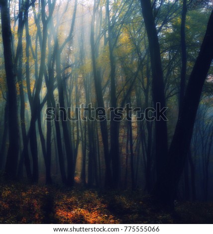 sunrise in the autumn forest