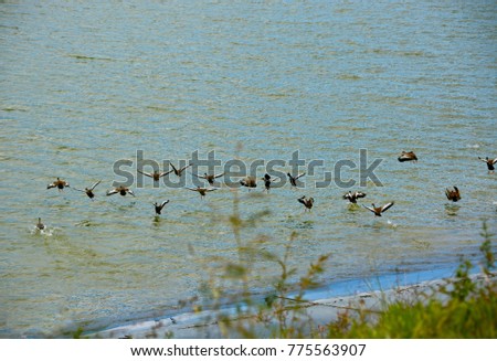 a flock of migratory birds that fly over the wetland lake