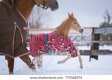 action horse portrait 