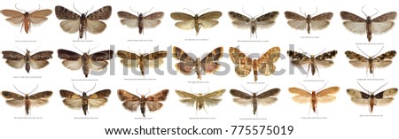 The world most common moths the stores and home pests isolated in high resolution. Names in EXIF properties and under pictures