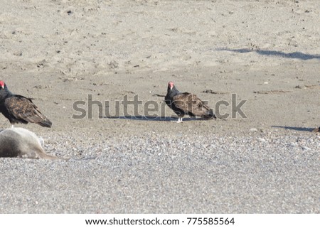 Turkey Vultures and dead seal ashore - Goat Rock Beacch Northern California