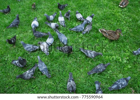 birds ducks doves swimming in the lake wildlife park nature animals 