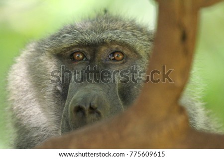 Baboon up close in Manyara Park Tanzania