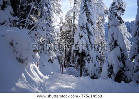 A walking path/ hiking trail through a swiss winter wonderland after a big snow dump the night before.