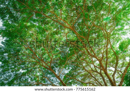 Leaves and twigs from the bottom view,Natural background of green foliage and textured black branches of a tree .