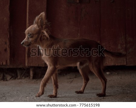 Miniature dog in front of a red barn wall