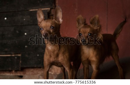 Two miniature dogs in front of a barn
