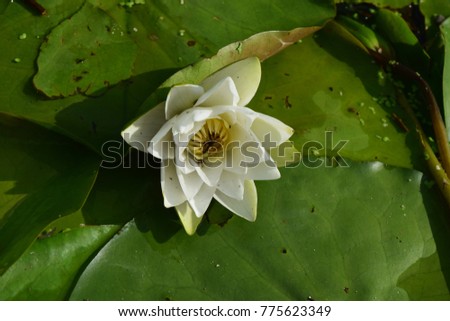 White water lily flower close up. Beautiful photography.