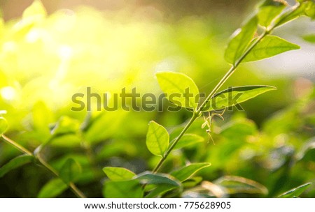 Caelifera green,Caelifera green,Caelifera Green on the leaf