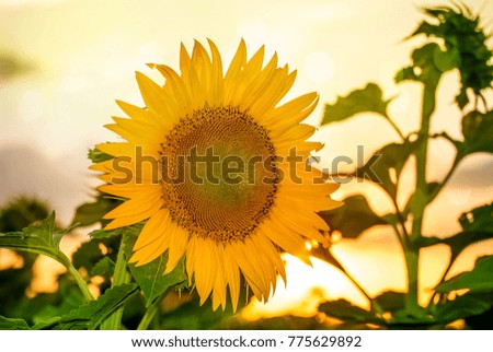 yellow sunflower closeup