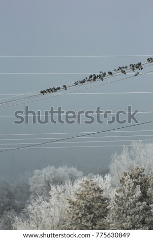 Birds huddling on wire to get warm, against gray sky, on a frosty and foggy winter day. 