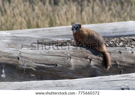 Yellow-bellied Marmot standing on logs in field.