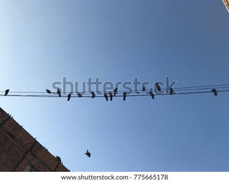 Pigeons relaxed on electric cable.