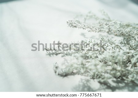 white flower background , soft dreamy image