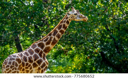 Iconic Spots on an Isolated Giraffe  Against a Green Leafed Backround