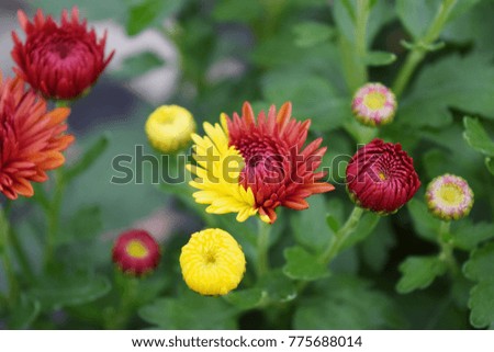 the beautiful mum flowers , red,and yellow flowers