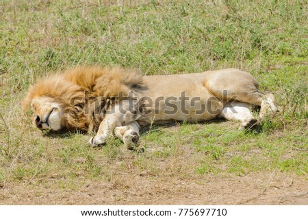 Closeup of a male Lion sleeping (scientific name: Panthera leo, or "Simba" in Swaheli) image taken on Safari in the Ngorogoro National park, Tanzania
