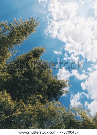 Fresh green bamboo leaves with a beautiful blue sky in winter