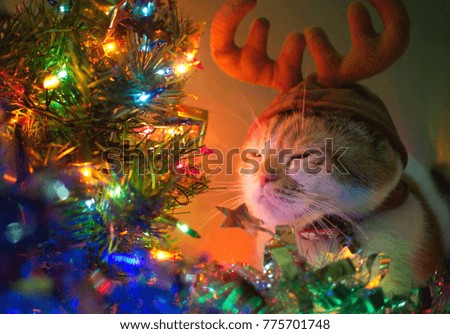 scottish fold cat  who's wearing reindeer hat surrounding with christmas light