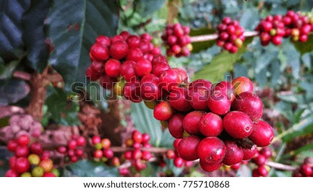 Fresh red Arabica coffee,beautiful picture