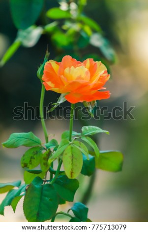 Select focus,Beautiful roses in a garden on a green blurred background in the winter of Thailand. The flowers that give love and care to the day of love or Valentines Day.