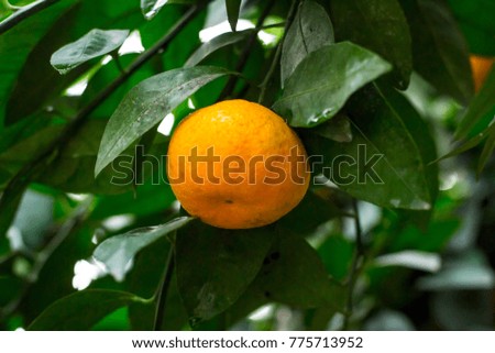 Mandarin. Fruit tree. Citrus.