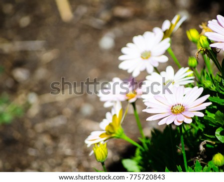 Selective focus of Beautiful osteospermum " Daisybush Serenity Spring day" flower at a botanical garden.