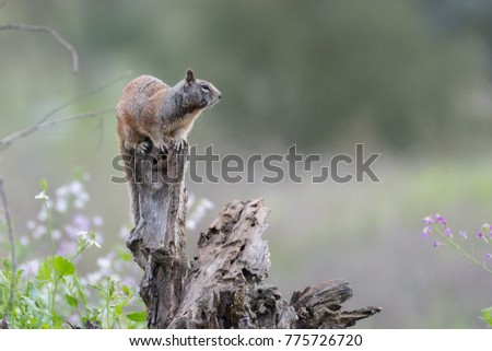 California Ground Squirrel sitting on tree stump looking out into field