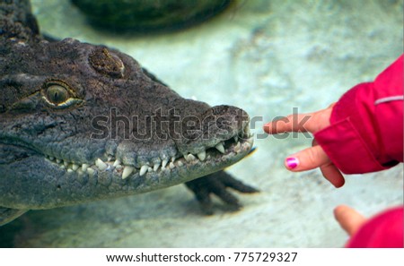 Humorous picture with a crocodile. The animal is behind the glass. Great Nile crocodile. Inside. In the afternoon. One crocodile. Close.