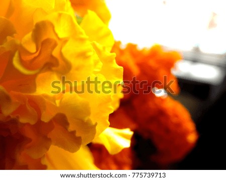 yellow and orange marigold close up macro bokeh for indian festival used as garland and decorations