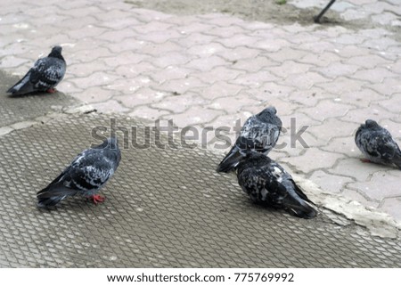 A flock of pigeons in the courtyard. Autumn and winter background