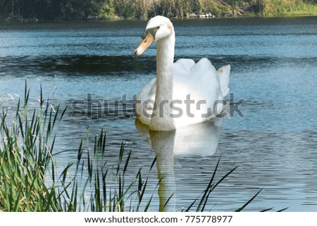 Swan Photo in lake