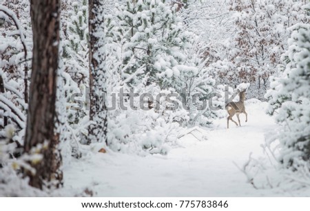 deer in winter forest 