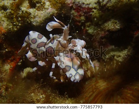 Harlequin shrimp scuba