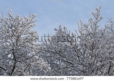 the first snow in December. In the park on bushes and trees. Color photo for the background.